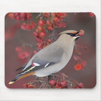 Bohemischer Waxwing Mousepad
