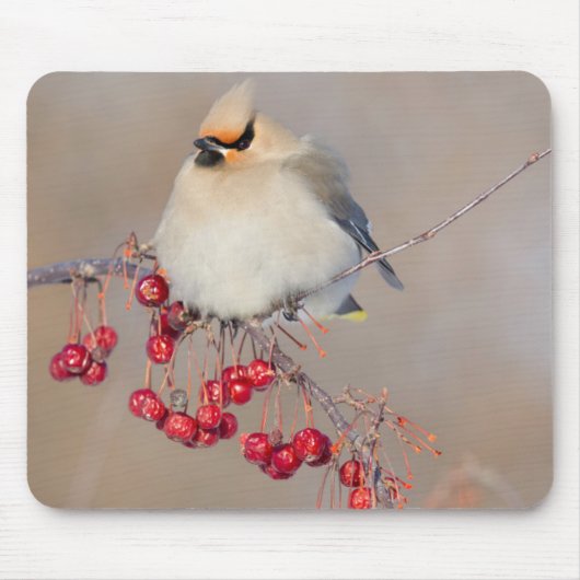 Bohemisches Wachsen im Winter, Kanada Mousepad (Vorne)