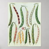 Bohnen Poster (Vorne)