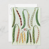 Bohnen Postkarte (Vorne/Hinten)