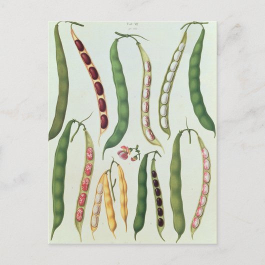 Bohnen Postkarte (Vorderseite)