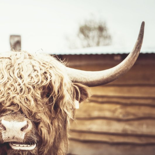 Boho Highland Cow Wall Art Poster