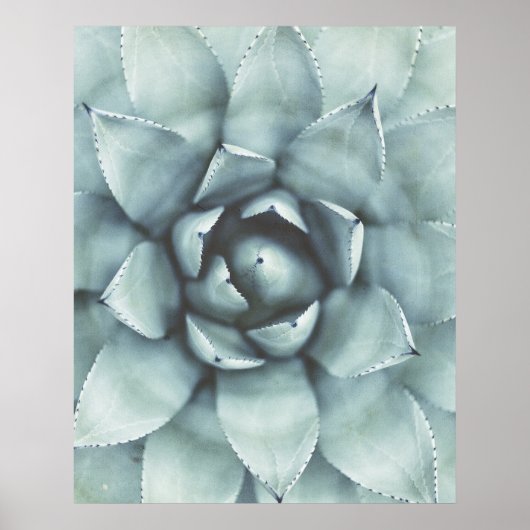 Boho Sage Green Succulate Closeup Poster (Vorne)