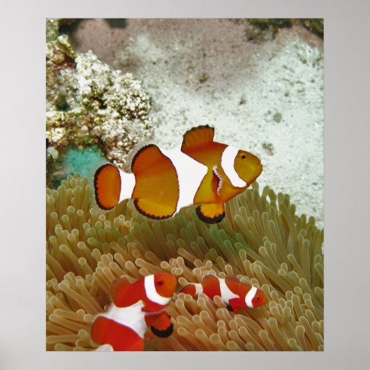 Bohol Clown Fish Family Poster (Vorne)