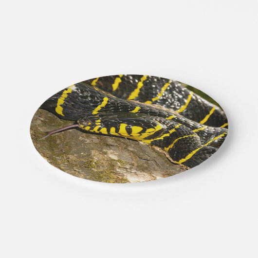 Boiga dendrophila oder Mangrovenschlange Pappteller (Schrägansicht)