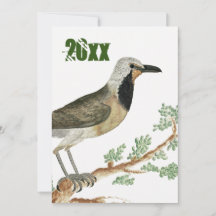 Bokmakierie | Bird Animation Jigsaw Oma