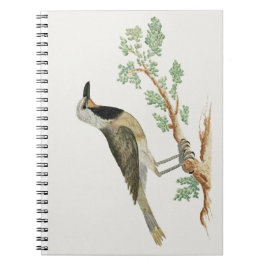 Bokmakierie | Vogelanimation Notizblock