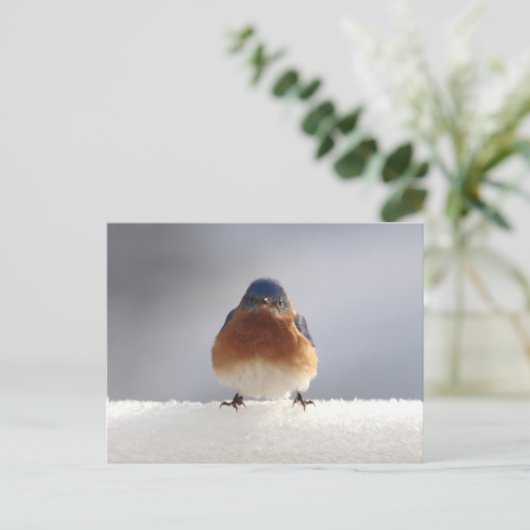 Bold Blue Bird Feiertagspostkarte (Stehend Vorderseite)