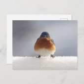 Bold Blue Bird Feiertagspostkarte (Vorne/Hinten)