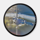 Bold Blue Jay magnet (Vorne)