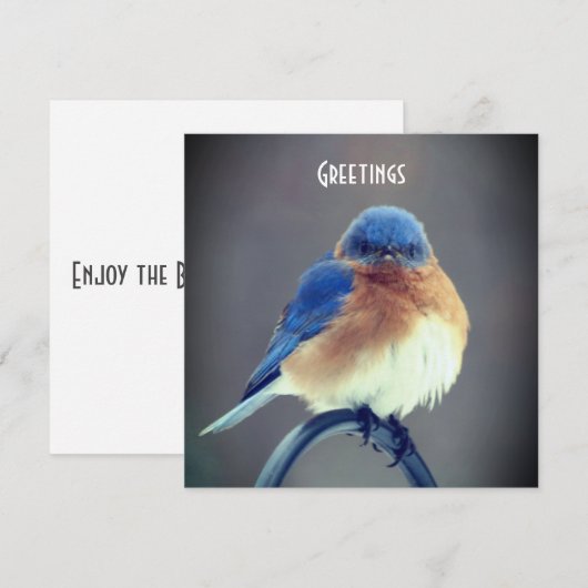 Bold Bluebird (Vorne/Hinten)