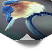 Bold Bluebird Poster (Ecke)