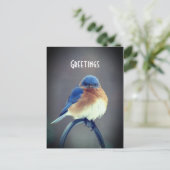 Bold Bluebird Postkarte (Stehend Vorderseite)
