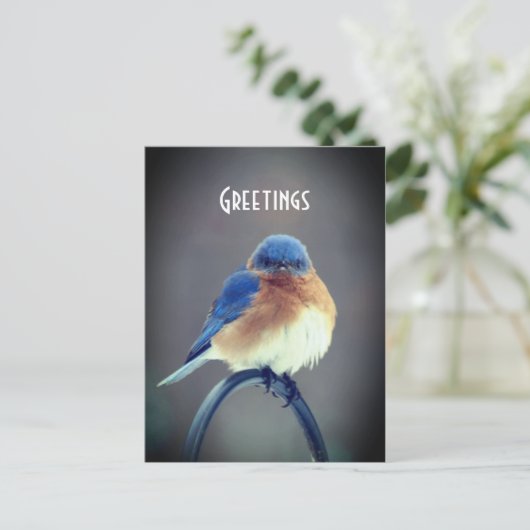 Bold Bluebird Postkarte (Stehend Vorderseite)