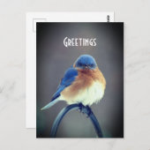 Bold Bluebird Postkarte (Vorne/Hinten)