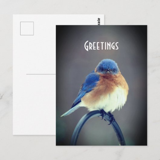 Bold Bluebird Postkarte (Vorne/Hinten)