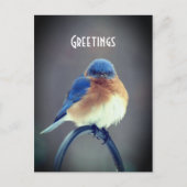 Bold Bluebird Postkarte (Vorderseite)