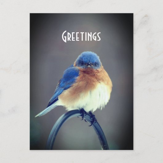 Bold Bluebird Postkarte (Vorderseite)