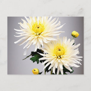 Bold Chrysanthemum Abstrakt Postkarte