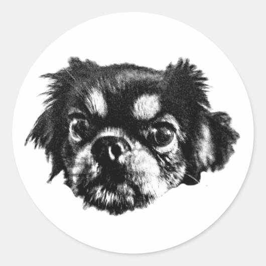 Bold Pekingese Sticker – Black & White Face (Vorderseite)