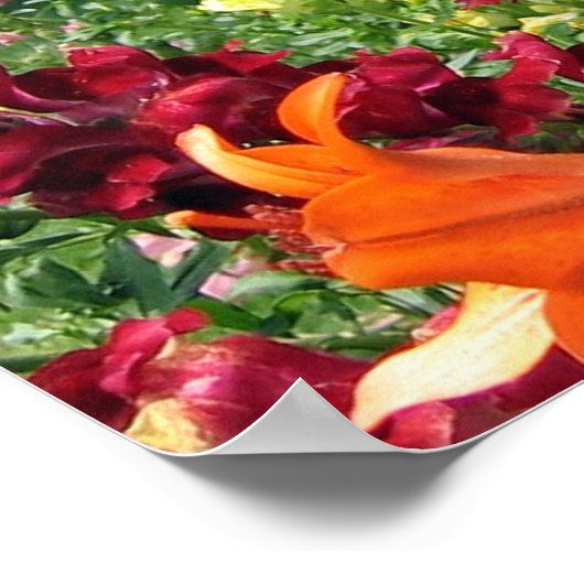 Bold Rocket Snapdragons Poster (Ecke)