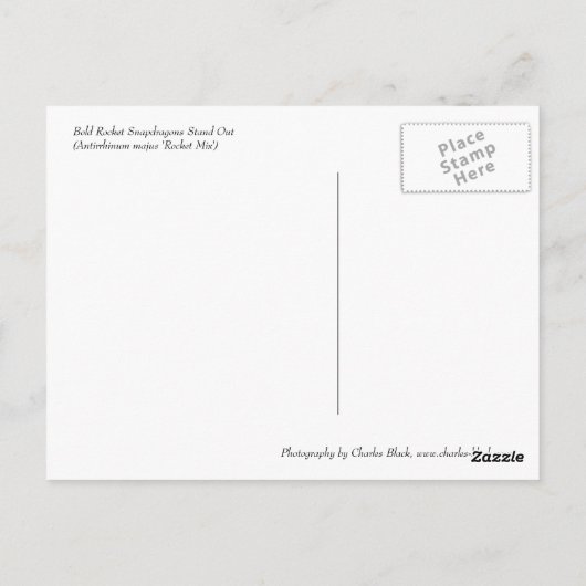 Bold Rocket Snapdragons Postkarte (Rückseite)