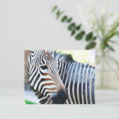 Bold Zebra Postcard Postkarte (Stehend Vorderseite)
