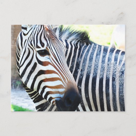Bold Zebra Postcard Postkarte (Vorderseite)