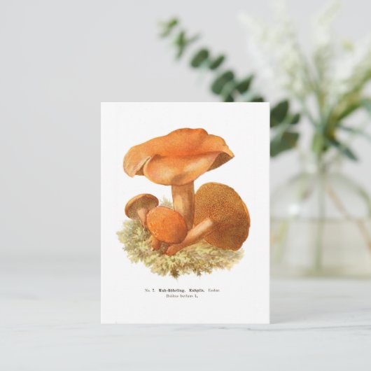 Boletus bovinus postkarte (Stehend Vorderseite)