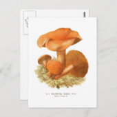 Boletus bovinus postkarte (Vorne/Hinten)
