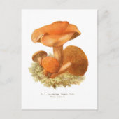 Boletus bovinus postkarte (Vorderseite)