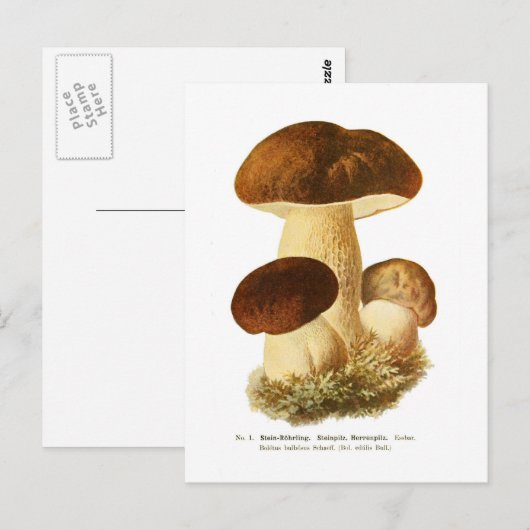 Boletus bulbosus postkarte (Vorne/Hinten)