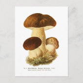 Boletus bulbosus postkarte (Vorderseite)