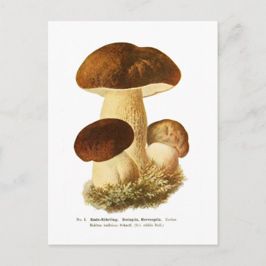 Boletus bulbosus postkarte (Vorderseite)