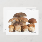 Boletus Edulis Postkarte (Vorne/Hinten)