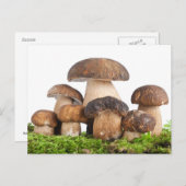 Boletus Edulis Postkarte (Vorne/Hinten)