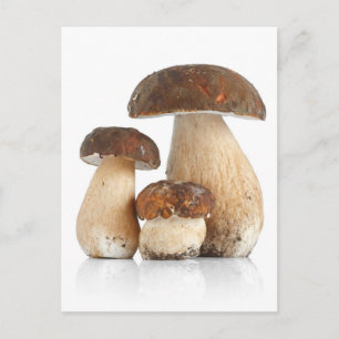 Boletus Edulis Postkarte