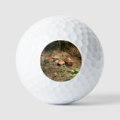 boletus golfball (Vorderseite)