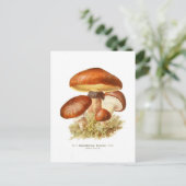 Boletus luteus postkarte (Stehend Vorderseite)