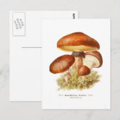 Boletus luteus postkarte (Vorne/Hinten)
