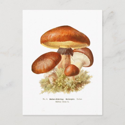 Boletus luteus postkarte (Vorderseite)
