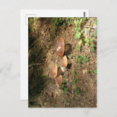 boletus postkarte (Vorne/Hinten)