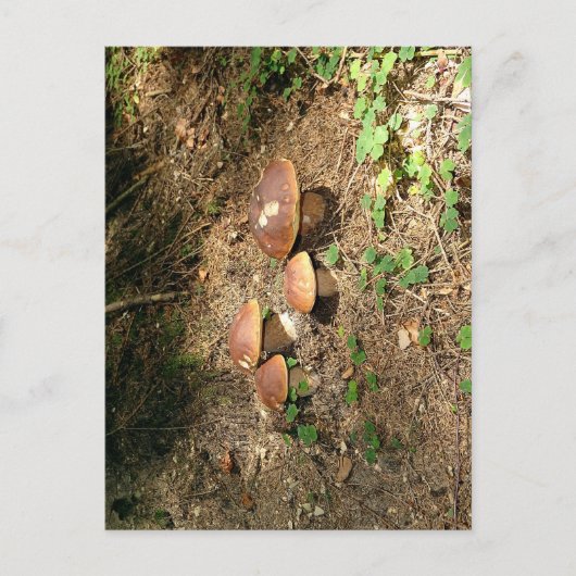 boletus postkarte (Vorderseite)
