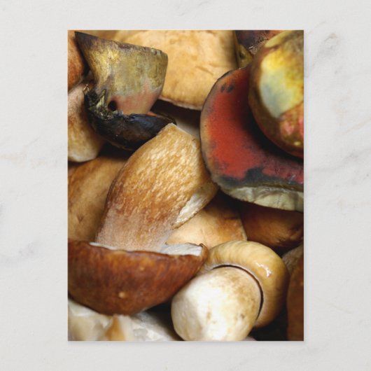 Boletus Postkarte (Vorderseite)