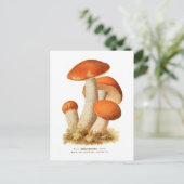 Boletus Rufus Postkarte (Stehend Vorderseite)