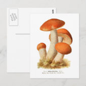 Boletus Rufus Postkarte (Vorne/Hinten)