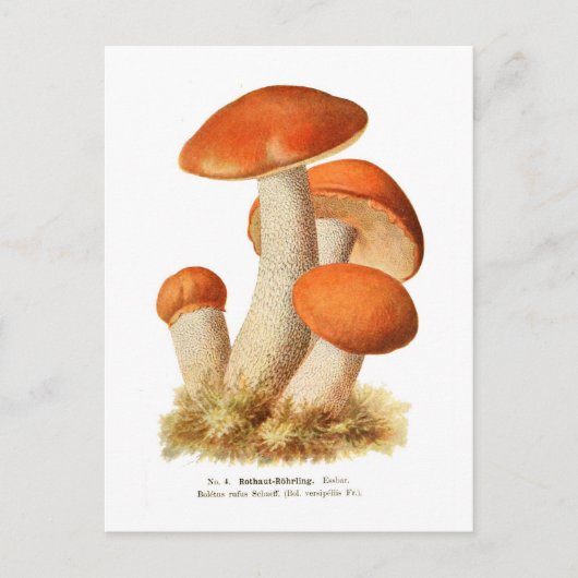 Boletus Rufus Postkarte (Vorderseite)