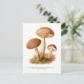 Boletus scaber postkarte (Stehend Vorderseite)