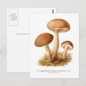 Boletus scaber postkarte (Vorne/Hinten)
