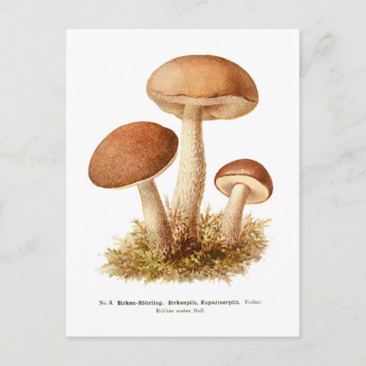 Boletus scaber postkarte (Vorderseite)